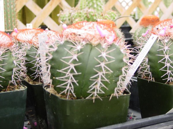 Melocactus_violaceus